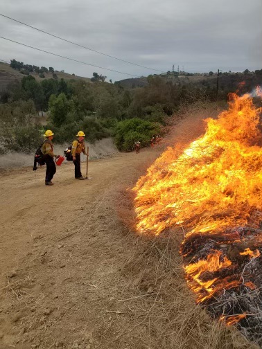 County of Los Angeles Fire Department (LACoFD) Division II firefighters and Camps Section personnel conducted a two-day prescribed burn event that commenced on Tuesday, November 14, through Wednesday, November 15, 2023, at Frank G. Bonelli Regional Park in San Dimas.