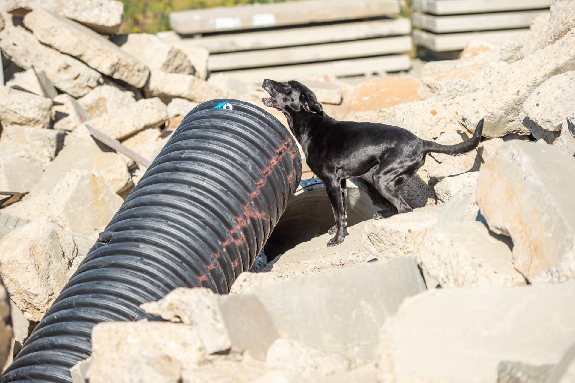 On Saturday, April 19, 2025, urban search and rescue canine teams came together for a collaborative effort between the Department and our partners at the Search Dog Foundation (SDF) at the Del Valle Regional Training Center in Castaic.