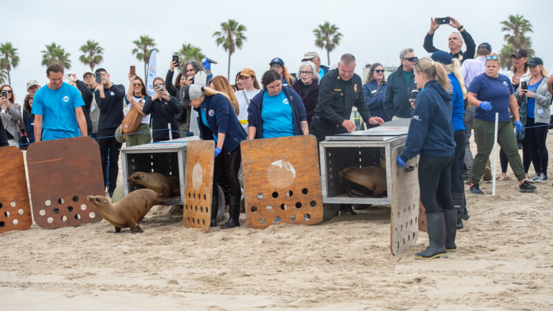 On Wednesday, June 4, 2025, Fire Chief Anthony C. Marrone joined Los Angeles County Third District Supervisor Lindsey P. Horvath, the Marine Mammal Care Center, the Department of Beaches and Harbors, and Lifeguard Division to release four sea lions into the waters at Venice Beach.