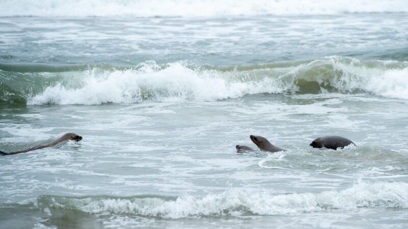 On Wednesday, June 4, 2025, Fire Chief Anthony C. Marrone joined Los Angeles County Third District Supervisor Lindsey P. Horvath, the Marine Mammal Care Center, the Department of Beaches and Harbors, and Lifeguard Division to release four sea lions into the waters at Venice Beach.