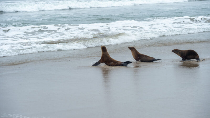 On Wednesday, June 4, 2025, Fire Chief Anthony C. Marrone joined Los Angeles County Third District Supervisor Lindsey P. Horvath, the Marine Mammal Care Center, the Department of Beaches and Harbors, and Lifeguard Division to release four sea lions into the waters at Venice Beach.