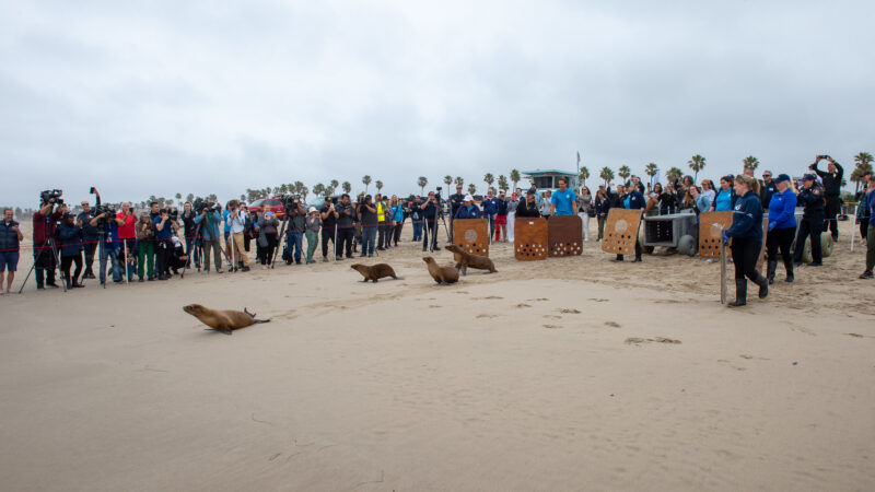 On Wednesday, June 4, 2025, Fire Chief Anthony C. Marrone joined Los Angeles County Third District Supervisor Lindsey P. Horvath, the Marine Mammal Care Center, the Department of Beaches and Harbors, and Lifeguard Division to release four sea lions into the waters at Venice Beach.